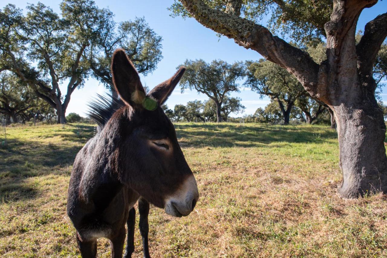 Herdade Das Onzenas De Cima Couco Екстер'єр фото